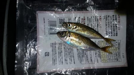 大阪市内でもちょくちょく釣れてる見たいなので