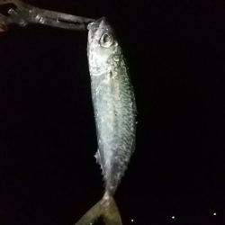 雷に帰れと言われた様な〜;