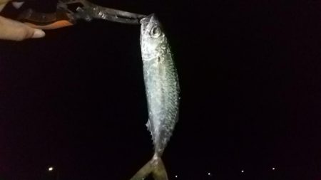 雷に帰れと言われた様な〜;