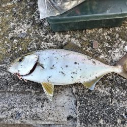 ネイゴ（カンパチ幼魚）釣れました!