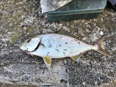 ネイゴ（カンパチ幼魚）釣れました!