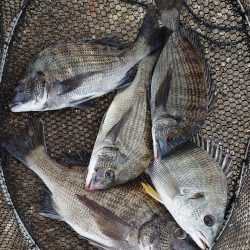 紀州釣りに挑戦✨今期、紀州釣…