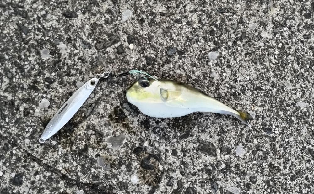 フグとネイゴ(カンパチ幼魚)釣れました。