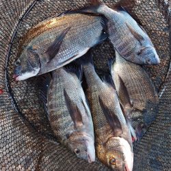 紀州釣り第3戦🥵