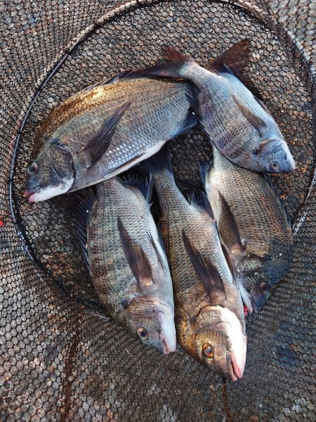 紀州釣り第3戦🥵