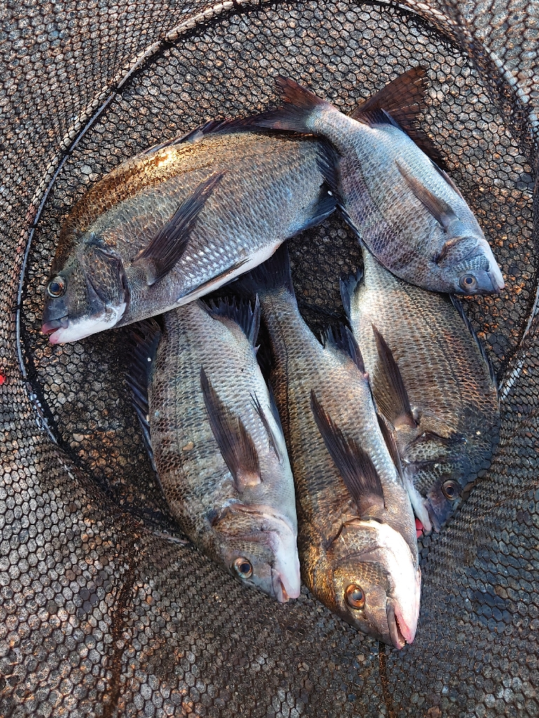 紀州釣り第3戦🥵