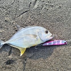 メッキ釣れました!