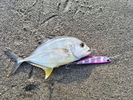 メッキ釣れました!