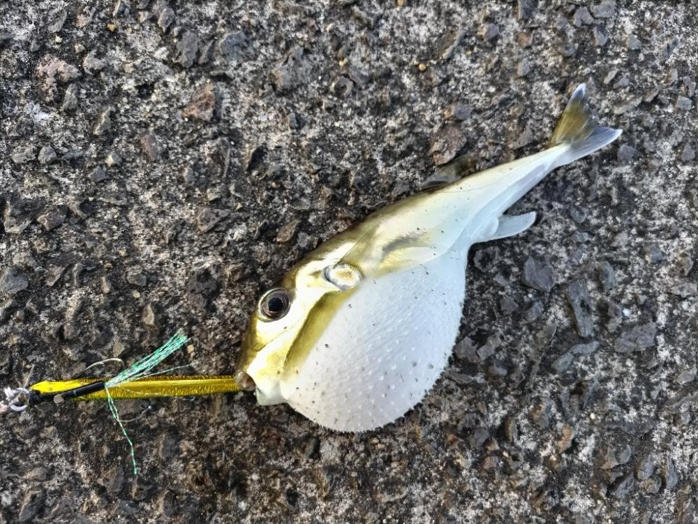 サバとフグ釣れました。