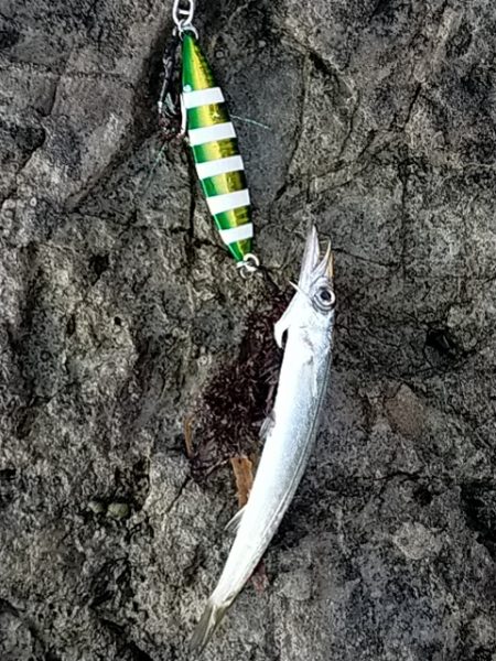 60gのジグに……