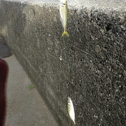 濁ってましたが…