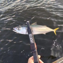 シーサイドコスモアジング