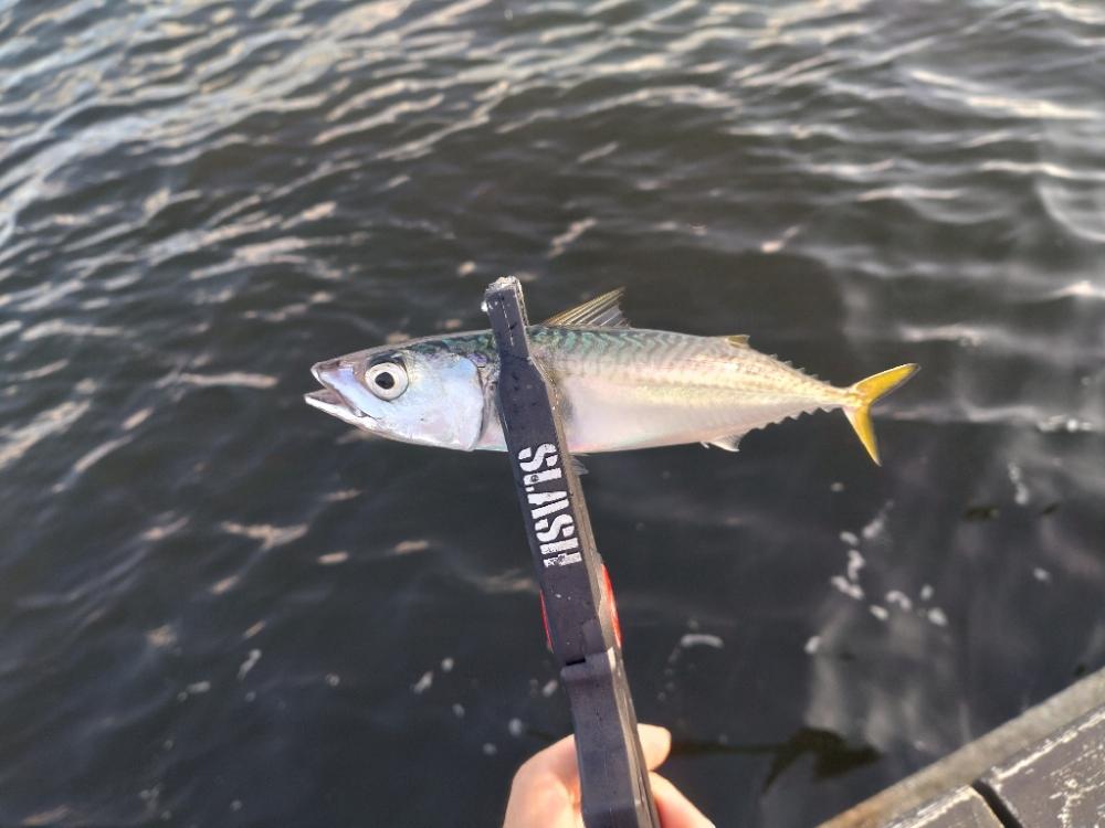 シーサイドコスモアジング