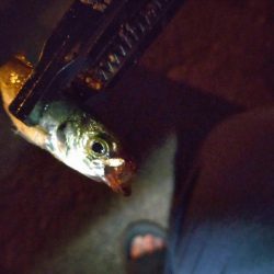 助松埠頭アジング