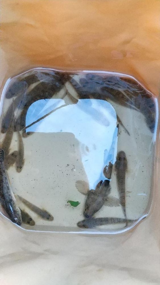 ハゼは釣れるが…