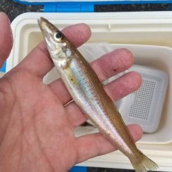 キス釣り&泳がせ釣り