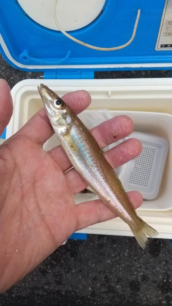 キス釣り&泳がせ釣り