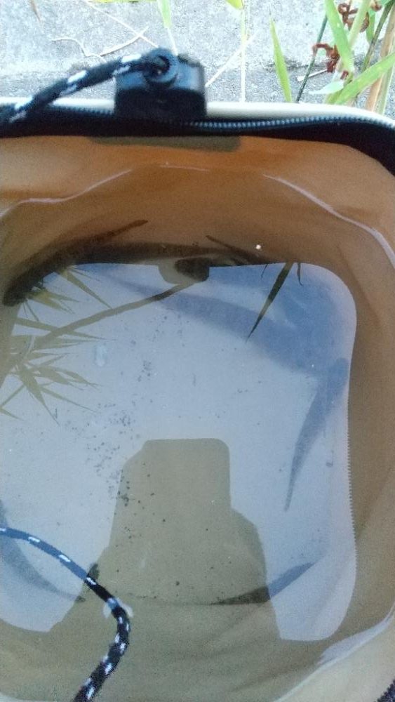 ハゼ釣り～夕涼み？