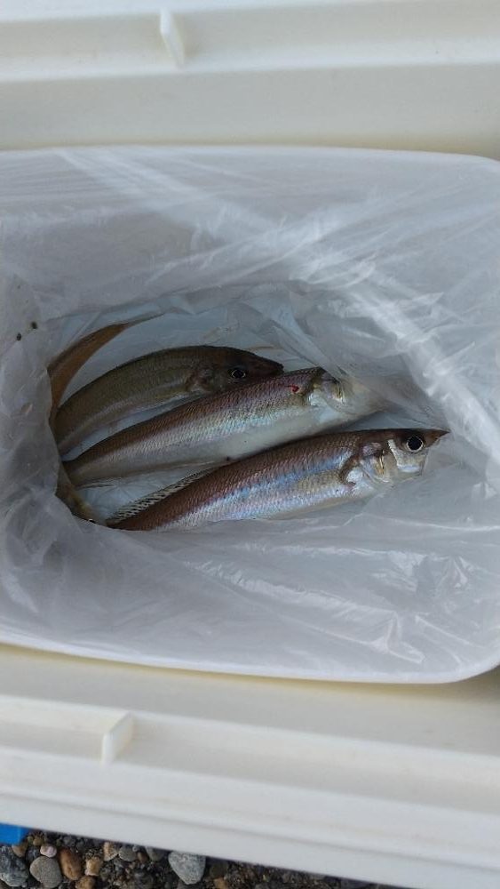 キスサイズ更新