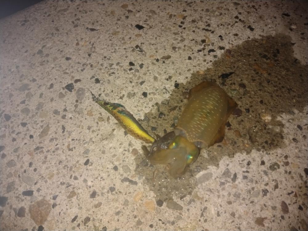 越前秋イカ調査