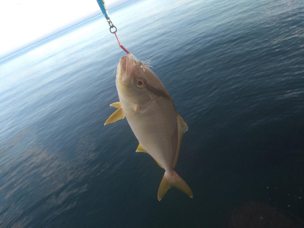 早朝カンパチゲーム（シオ）