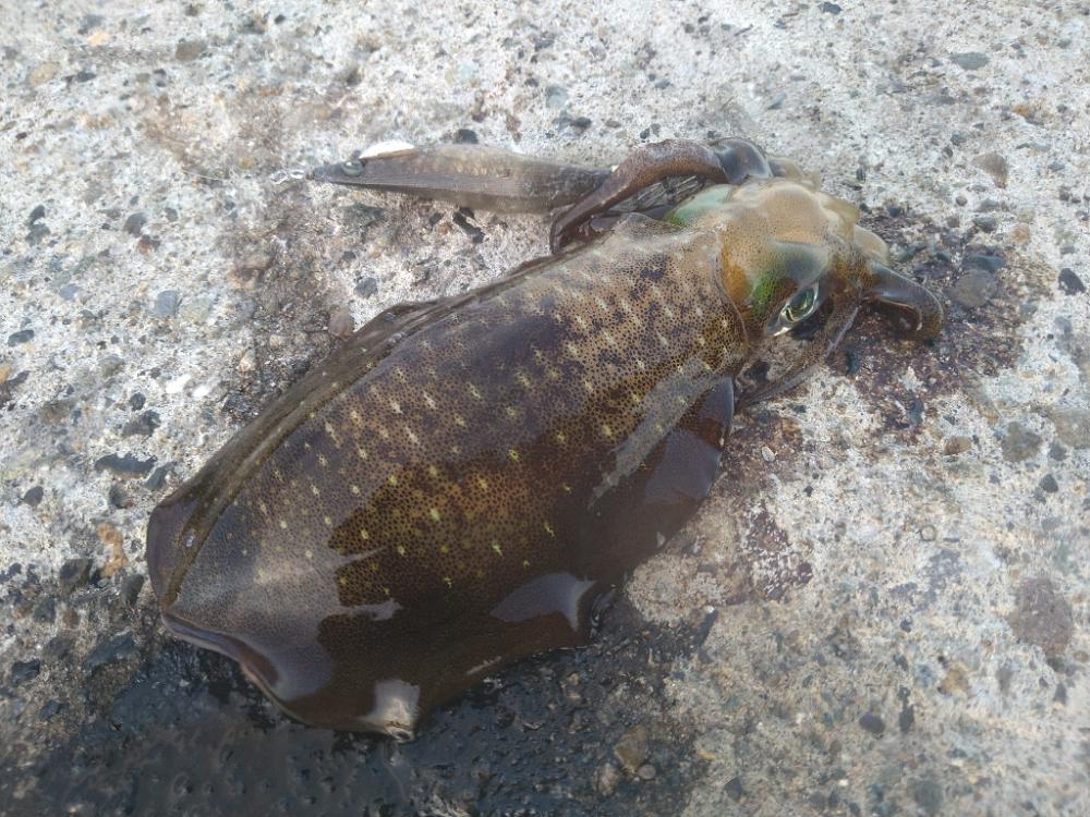 名所周辺の秋イカ