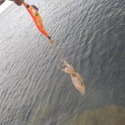 爆風の越前エギング