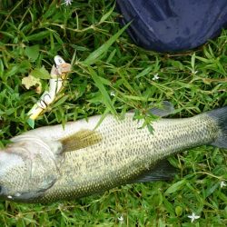 ローライトで高活性