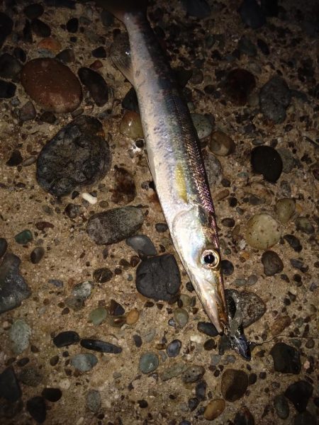 シーバスのはずが