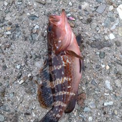 シーバスを求めて