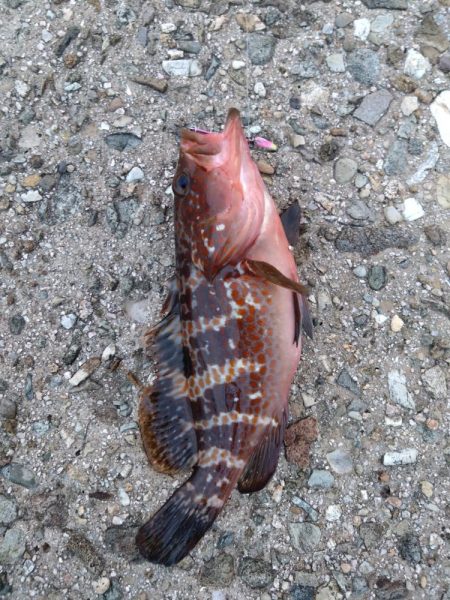 シーバスを求めて