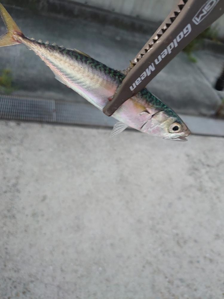 エギングからのLSJ