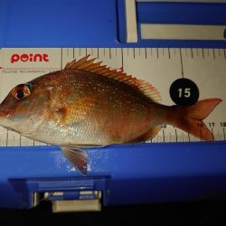 エビ撒き釣りリベンジ…失敗