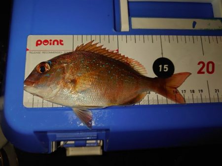 エビ撒き釣りリベンジ…失敗