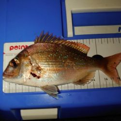 「マダイ狙い」リベンジのリベンジ…