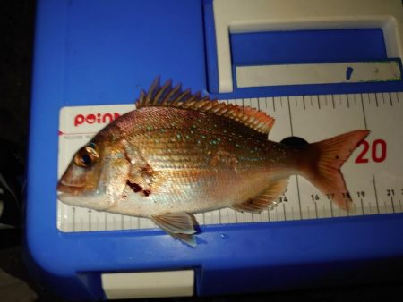 「マダイ狙い」リベンジのリベンジ…