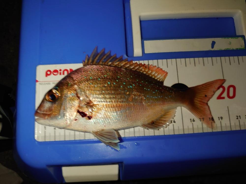 「マダイ狙い」リベンジのリベンジ🎣