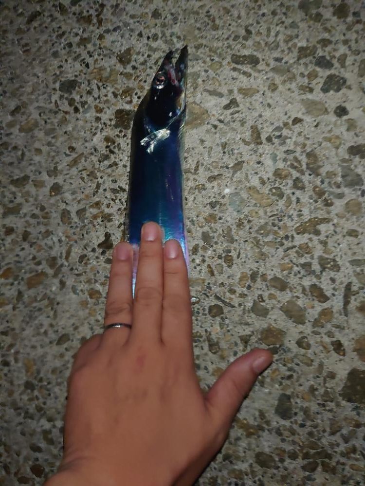 タチウオ開幕！？