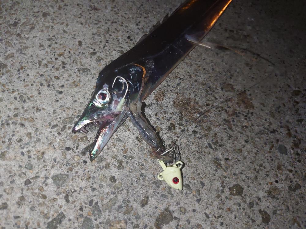 太刀魚ホーム調査🎣