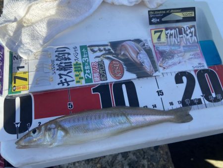 ちょい投げシロギスタの最多安打DAYS