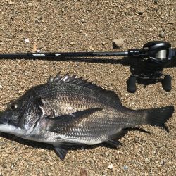 短時間釣行でマチヌゲット