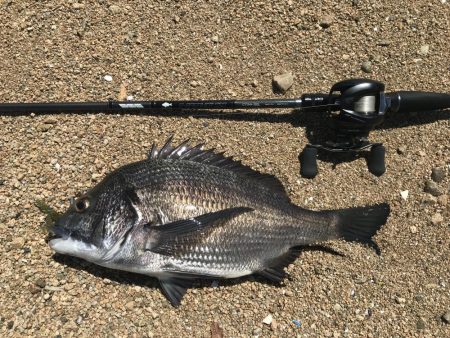 短時間釣行でマチヌゲット