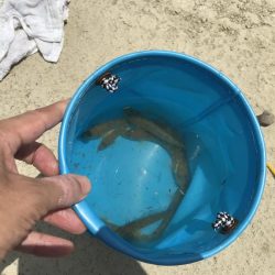 お手軽ハゼ釣り