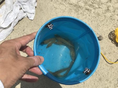 お手軽ハゼ釣り