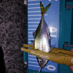 フロート　エギング