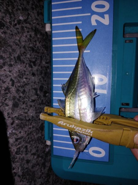 フロート　エギング