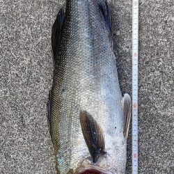 ４年ぶりの隠岐の島