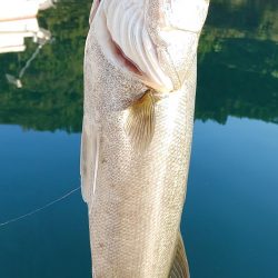 トップウォーター