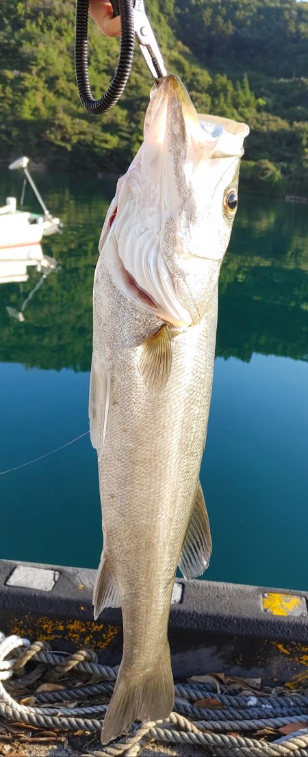 トップウォーター