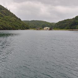 ロックフィッシュ